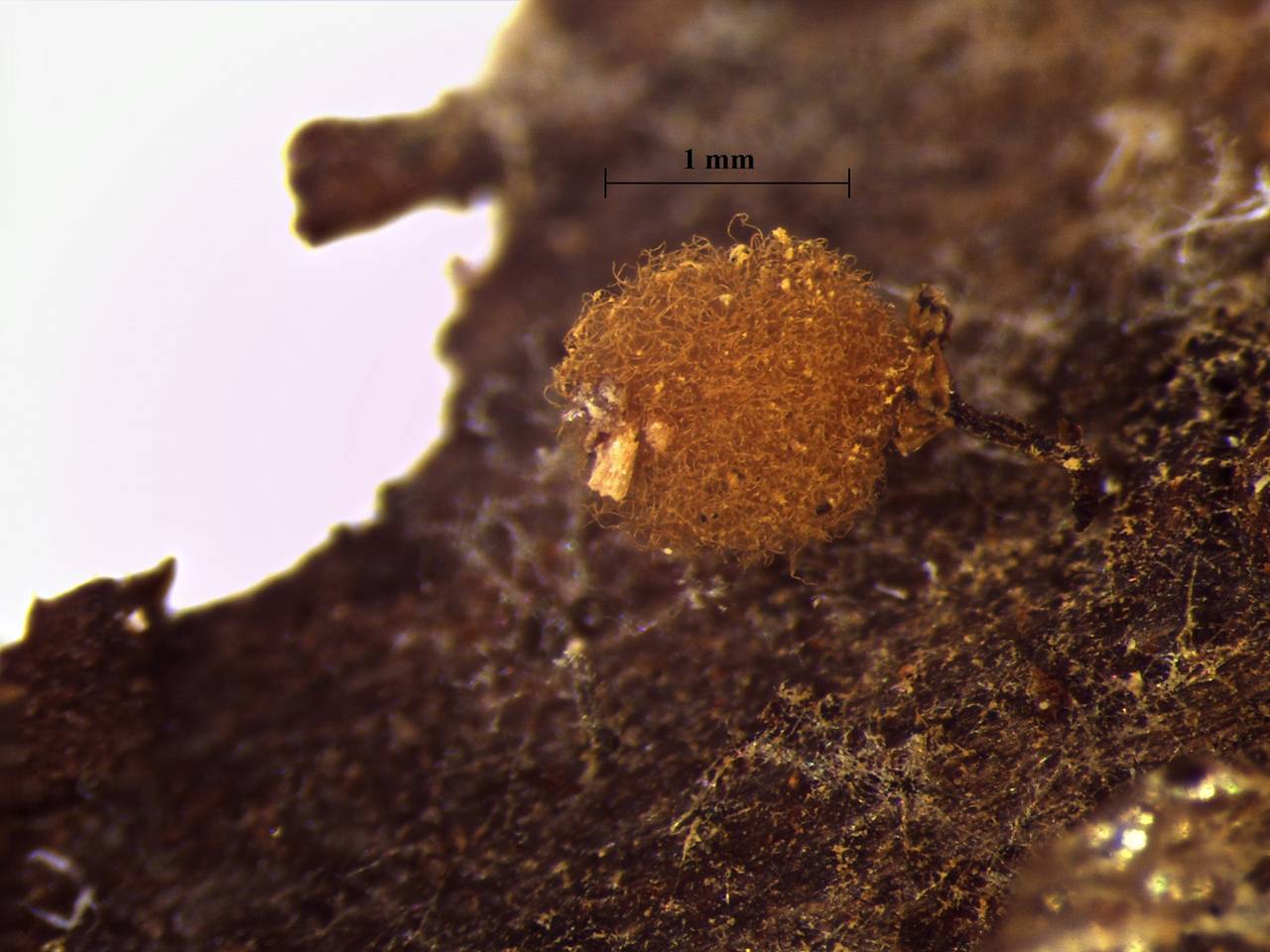 Hemitrichia caliculata - внешний вид спороношений, Лазовский, Primorsky Krai (Russia)