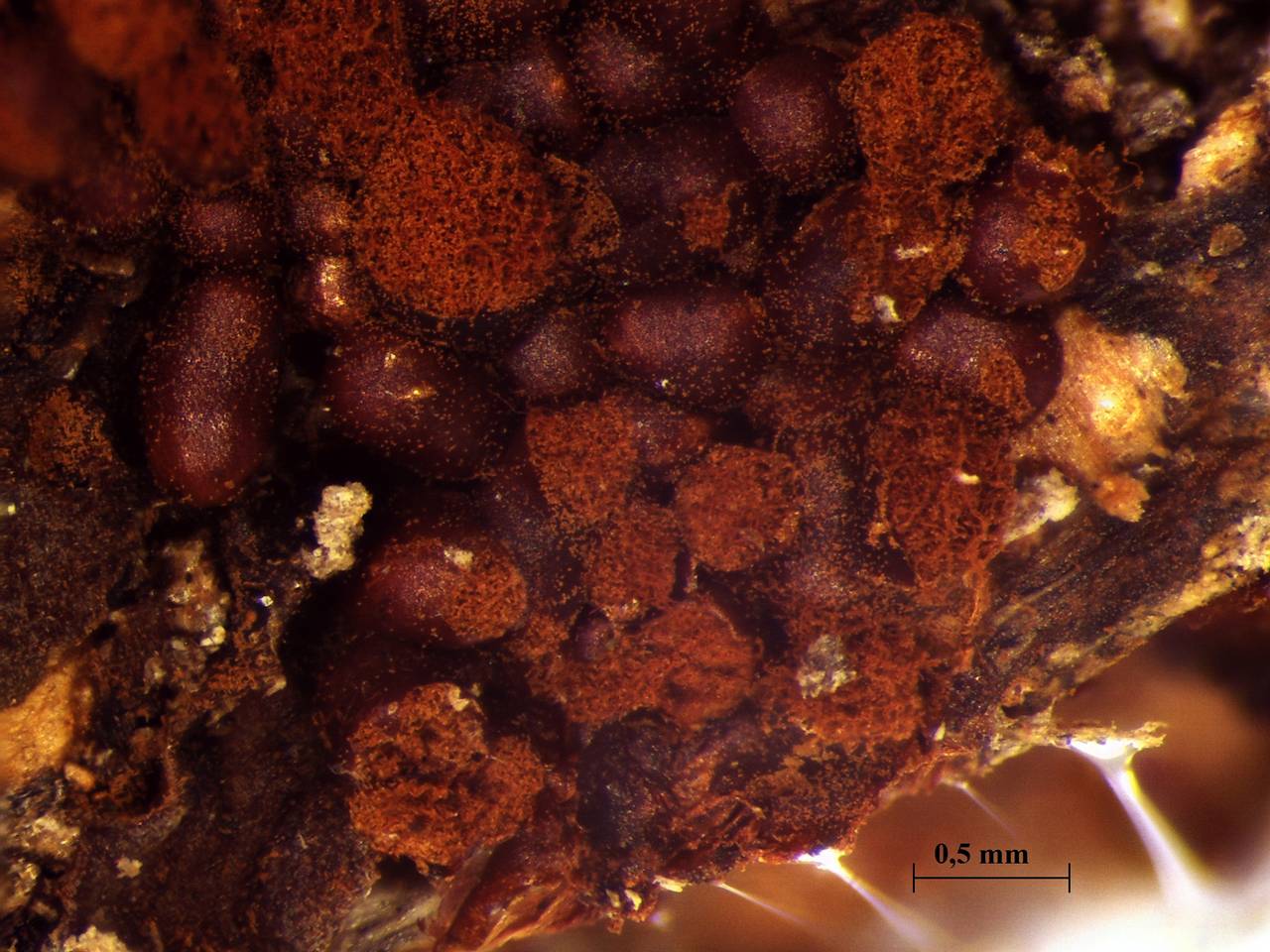 Metatrichia vesparia - внешний вид спороношений, Майкопский, Adygea (Russia)