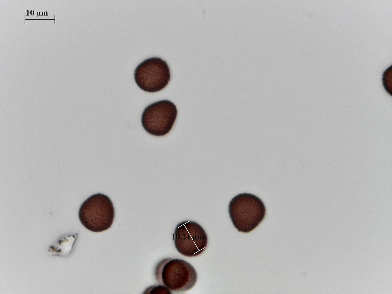Badhamia utricularia - внешний вид спороношений, Лазовский, Primorsky Krai (Russia)