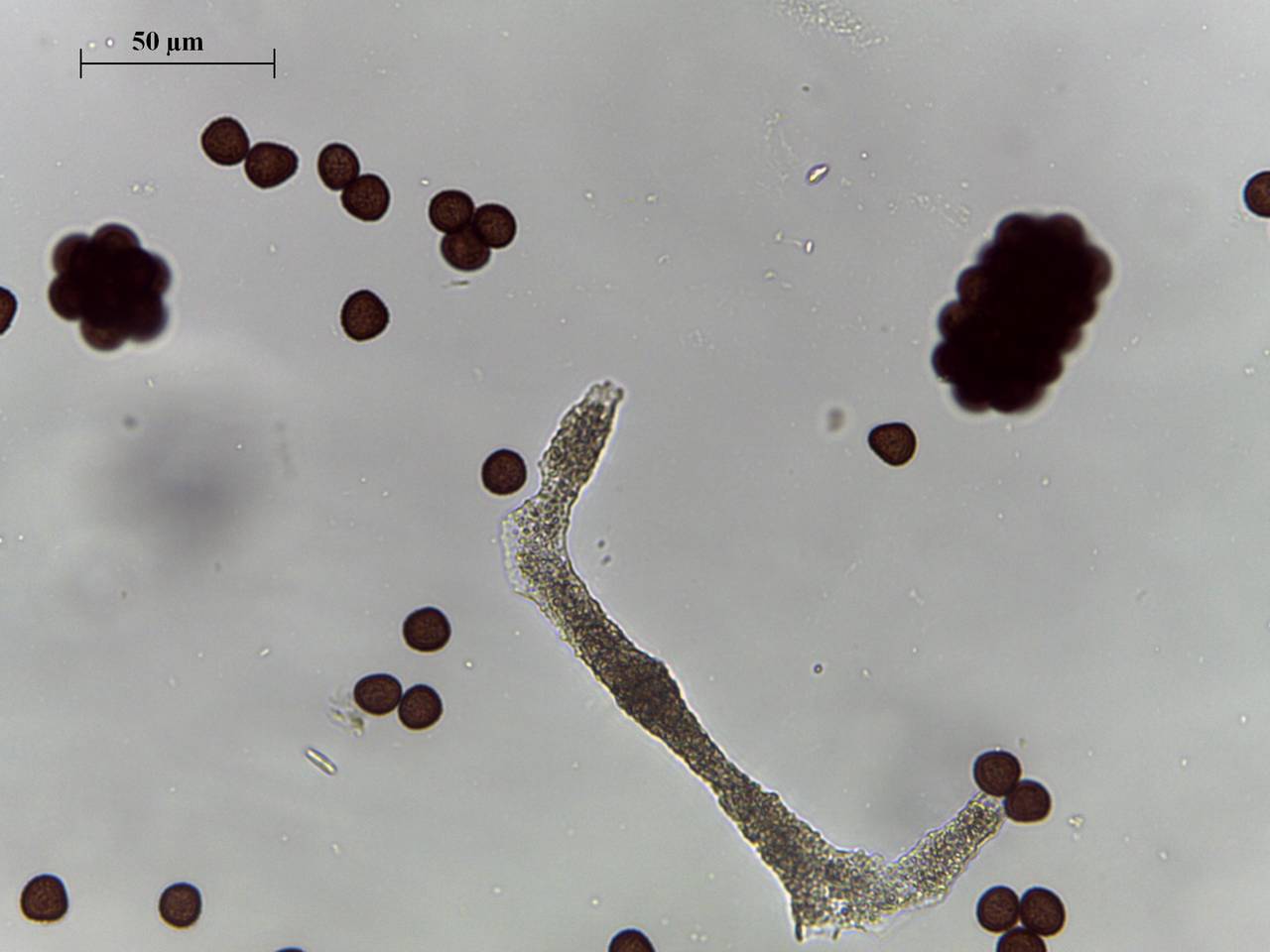 Badhamia utricularia - внешний вид спороношений, Лазовский, Primorsky Krai (Russia)