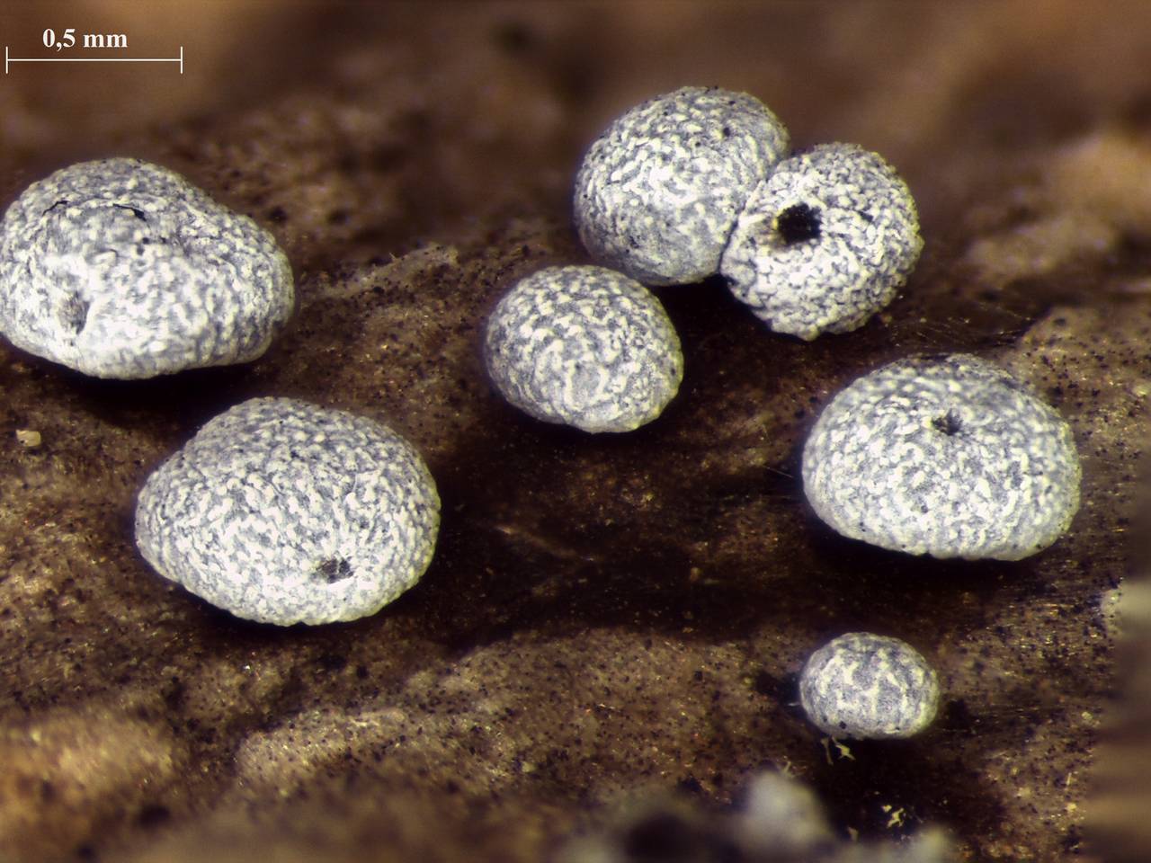 Badhamia affinis - внешний вид спороношений, Лазовский, Primorsky Krai (Russia)