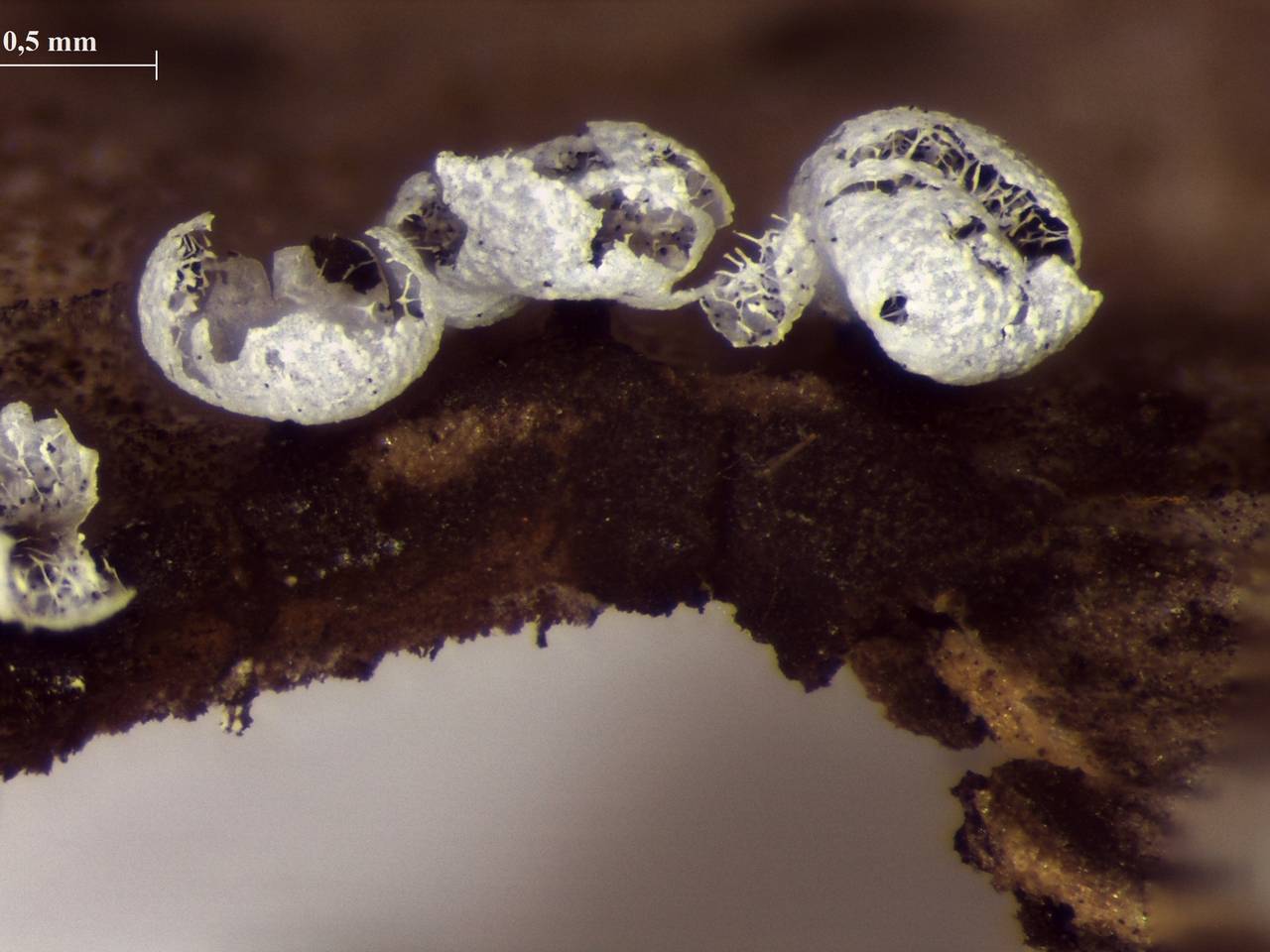 Badhamia affinis - внешний вид спороношений, Лазовский, Primorsky Krai (Russia)