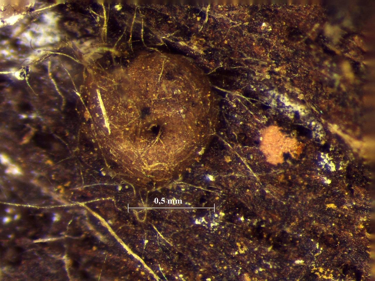 Perichaena chrysosperma - внешний вид спороношений, Лазовский, Primorsky Krai (Russia)