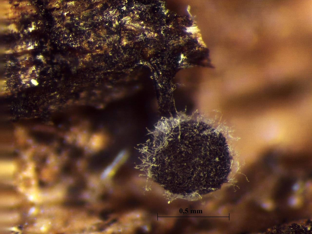 Lamproderma arcyrioides - внешний вид спороношений, Лоухский, Karelia (Russia)