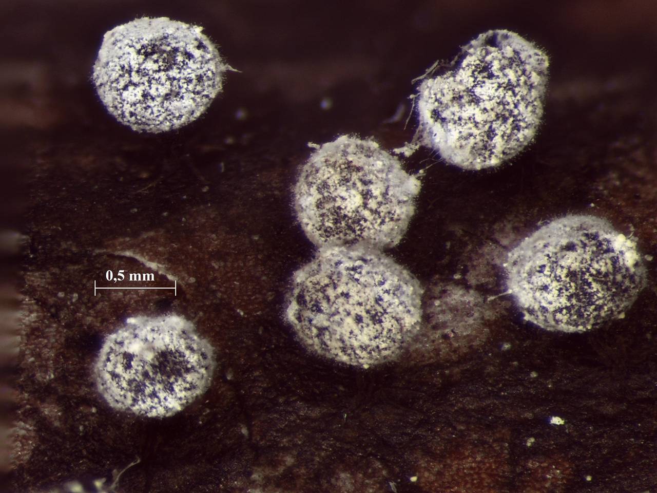 Didymium melanospermum - внешний вид спороношений, Лоухский, Karelia (Russia)