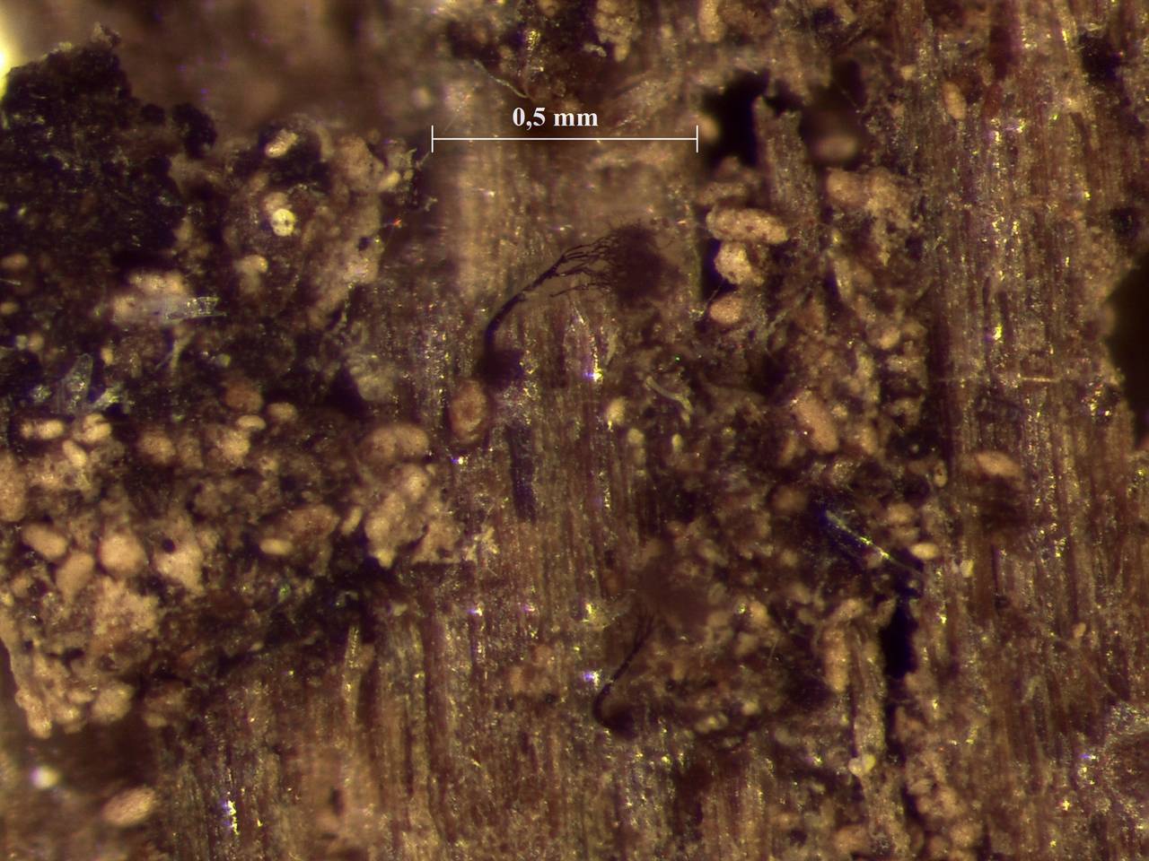 Comatricha elegans - внешний вид спороношений, Лоухский, Karelia (Russia)