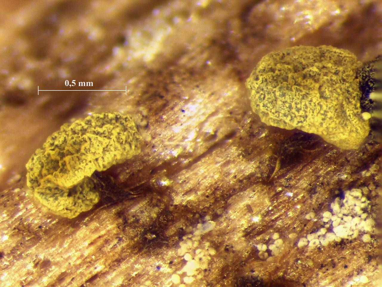 Physarum viride - внешний вид спороношений, Лоухский, Karelia (Russia)