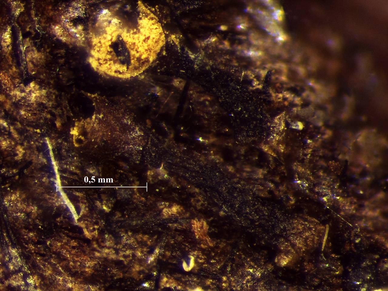Trichia botrytis - внешний вид спороношений, Кандалакшский, Murmansk Oblast (Russia)