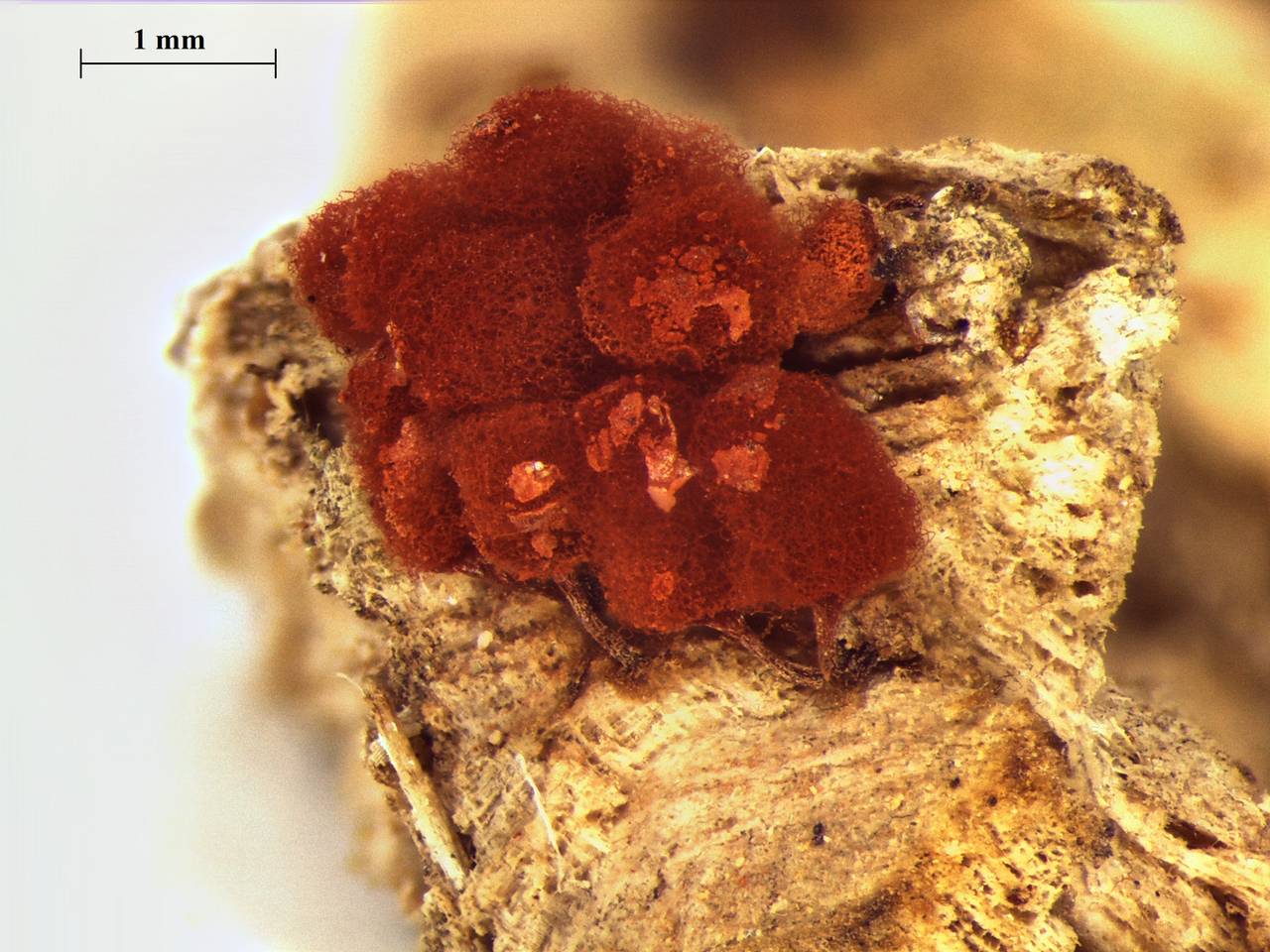 Arcyria denudata - внешний вид спороношений, Лазовский, Primorsky Krai (Russia)