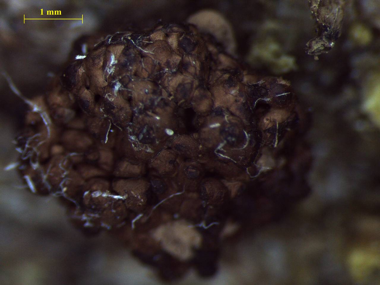 Tubifera ferruginosa - внешний вид спороношения, Нелидовский, Tver Oblast (Russia)