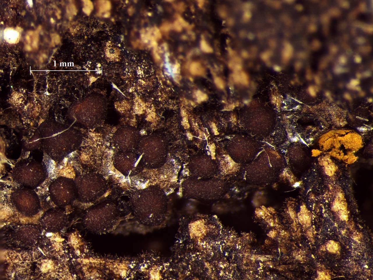 Perichaena liceoides - внешний вид спороношений, Нелидовский, Tver Oblast (Russia)