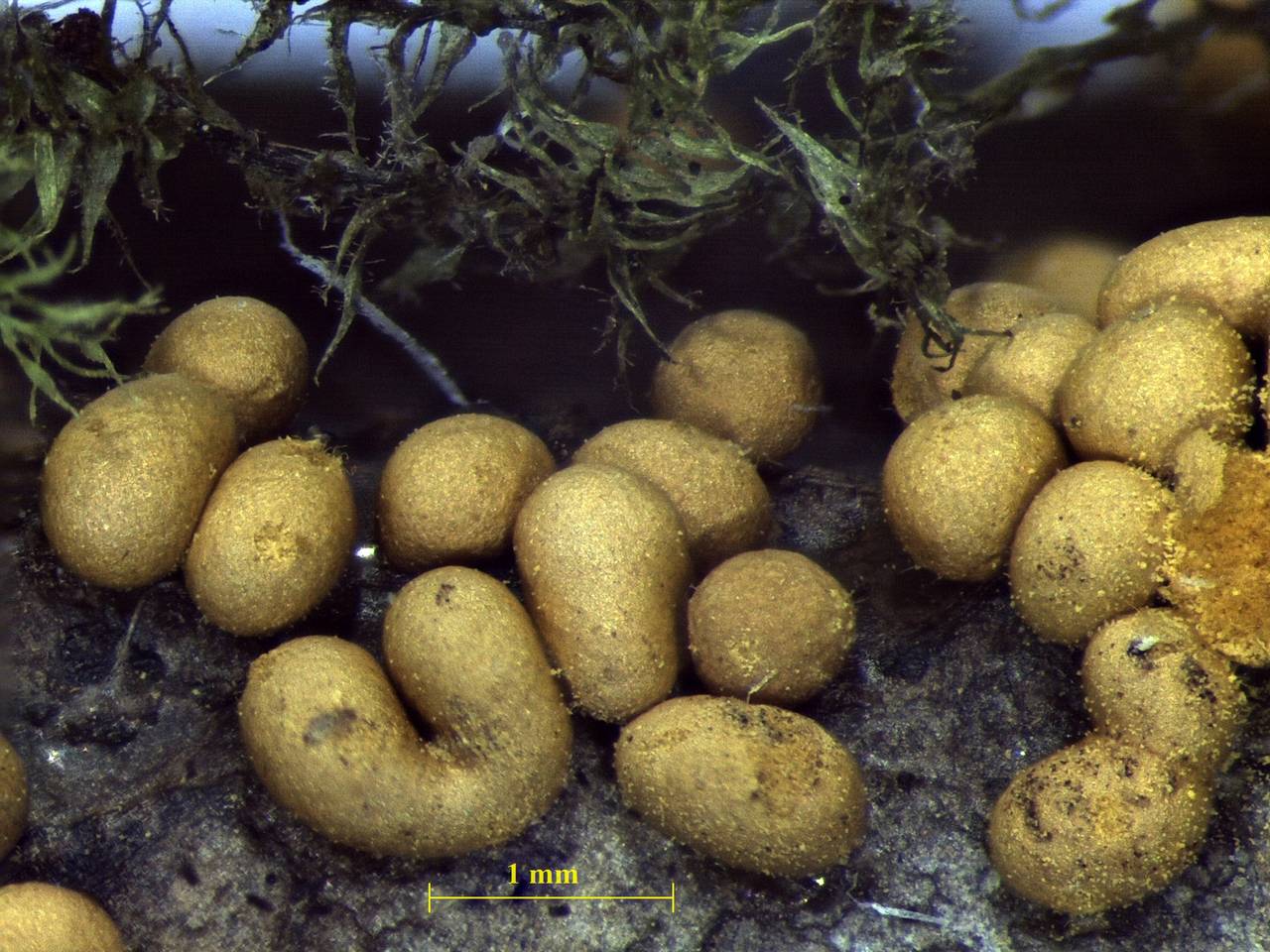 Trichia varia - внешний вид спороношений, Нелидовский, Tver Oblast (Russia)