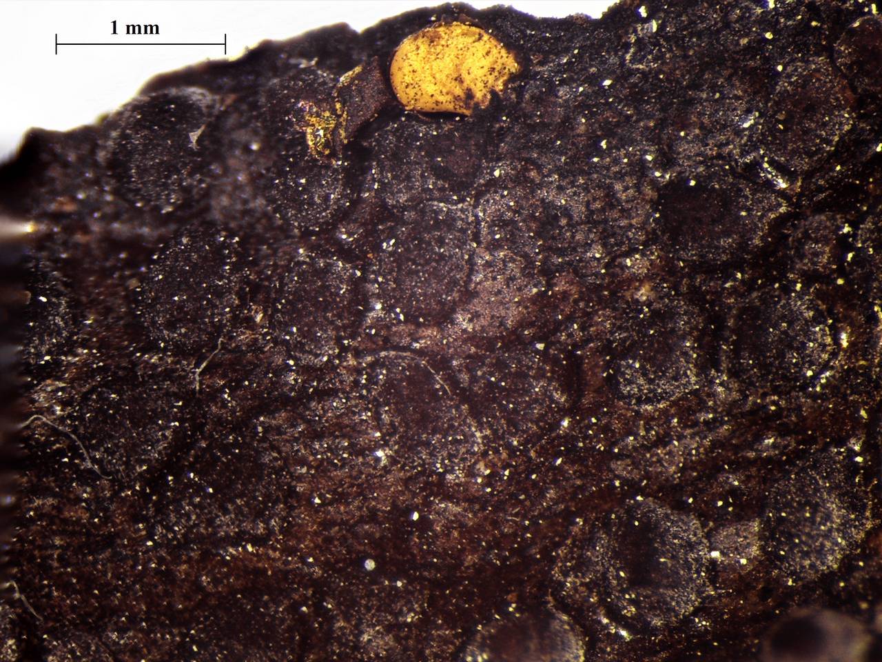Perichaena corticalis - внешний вид спороношений, Нелидовский, Tver Oblast (Russia)