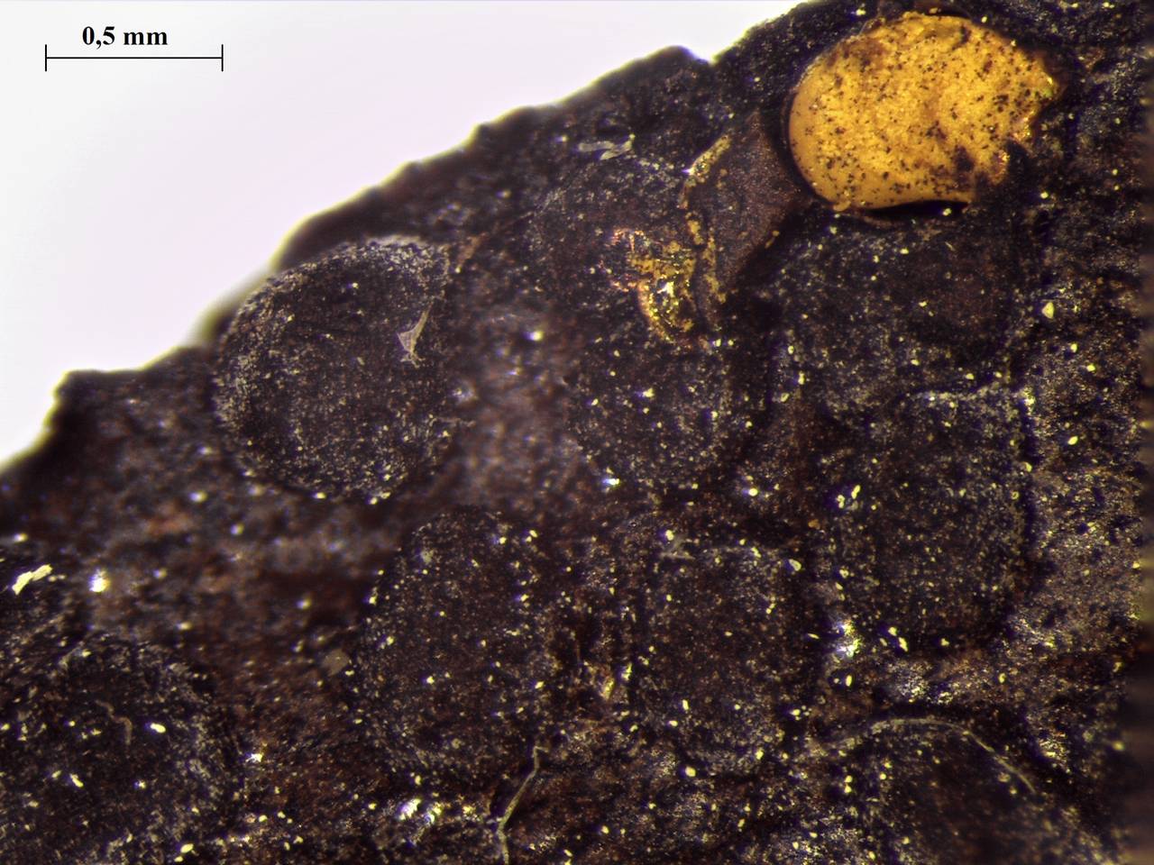 Perichaena corticalis - внешний вид спороношений, Нелидовский, Tver Oblast (Russia)