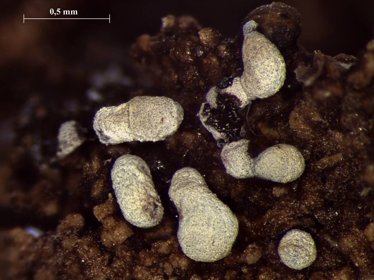 Physarum spectabile - внешний вид спороношений, Нелидовский, Tver Oblast (Russia)