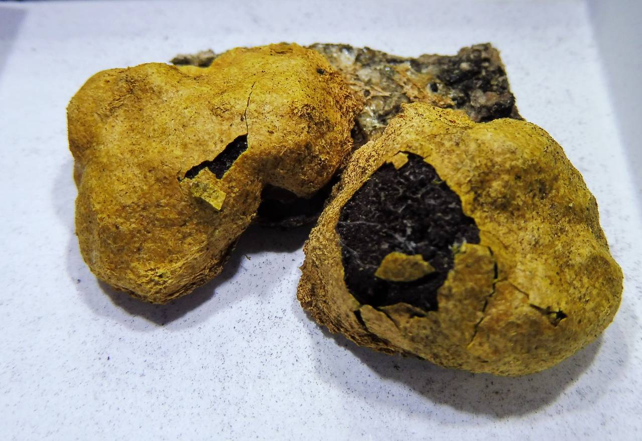 Fuligo luteonitens - внешний вид спороношений, Нелидовский, Tver Oblast (Russia)