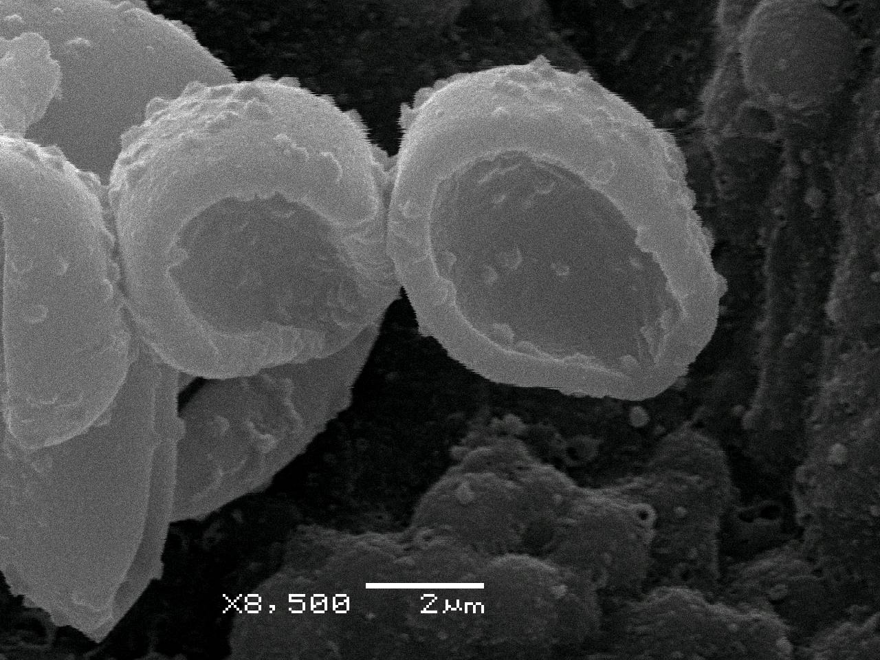 Fuligo luteonitens - внешний вид спороношений, Нелидовский, Tver Oblast (Russia)