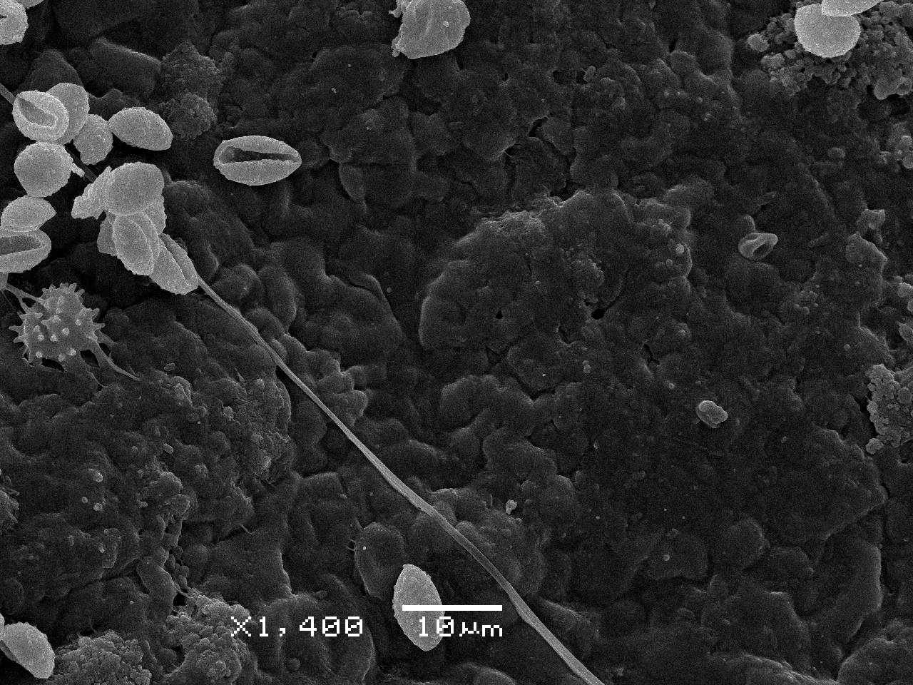 Fuligo luteonitens - внешний вид спороношений, Нелидовский, Tver Oblast (Russia)