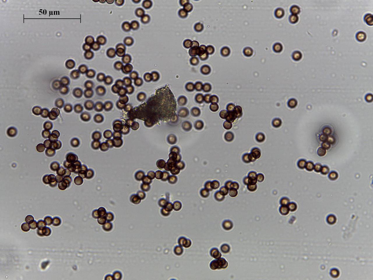 Fuligo luteonitens - внешний вид спороношений, Нелидовский, Tver Oblast (Russia)