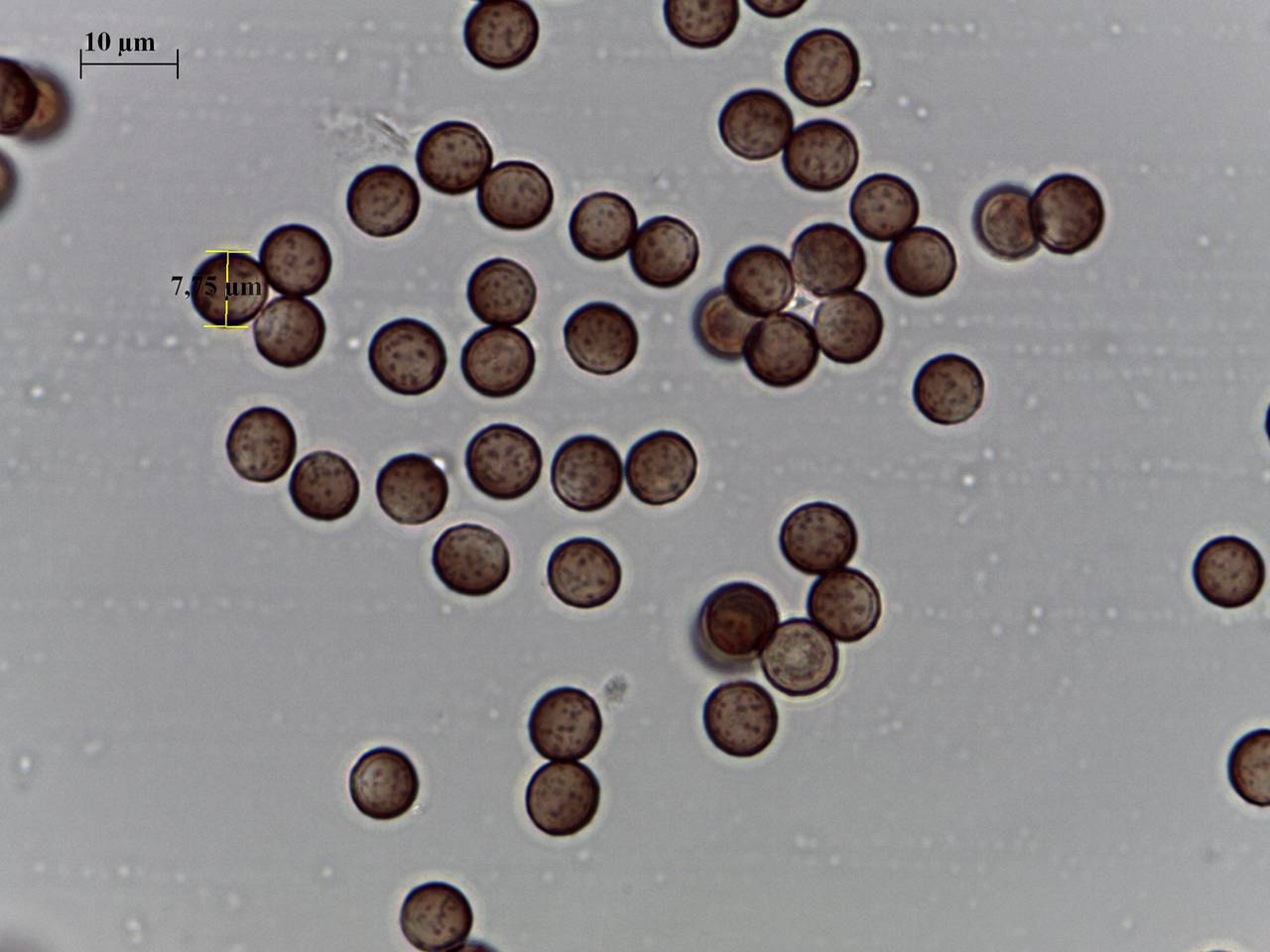 Fuligo luteonitens - внешний вид спороношений, Нелидовский, Tver Oblast (Russia)