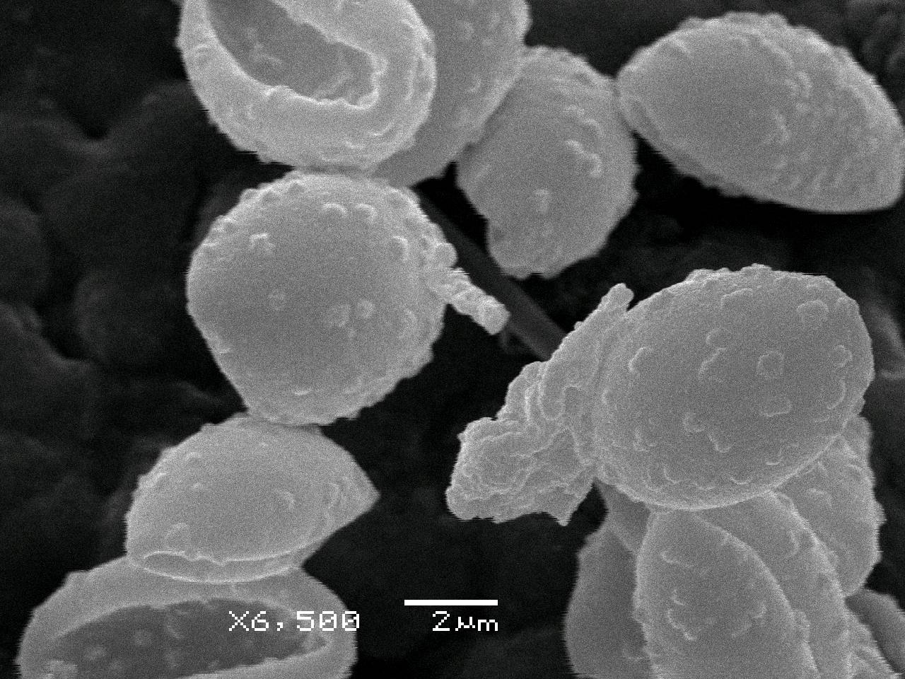 Fuligo luteonitens - внешний вид спороношений, Нелидовский, Tver Oblast (Russia)