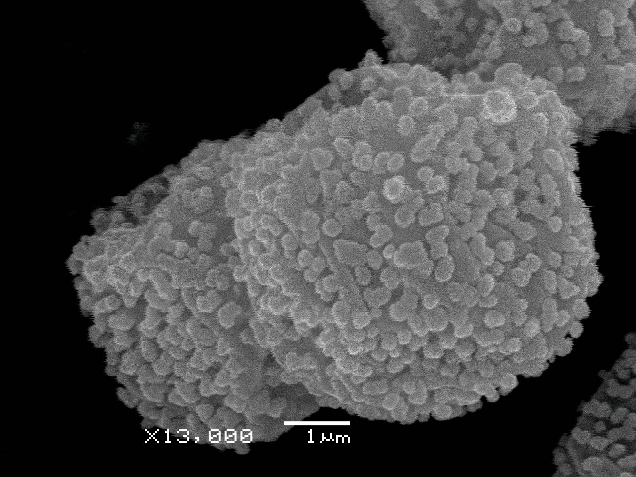 Didymium anellus - Споры, СЭМ, Нелидовский, Tver Oblast (Russia)