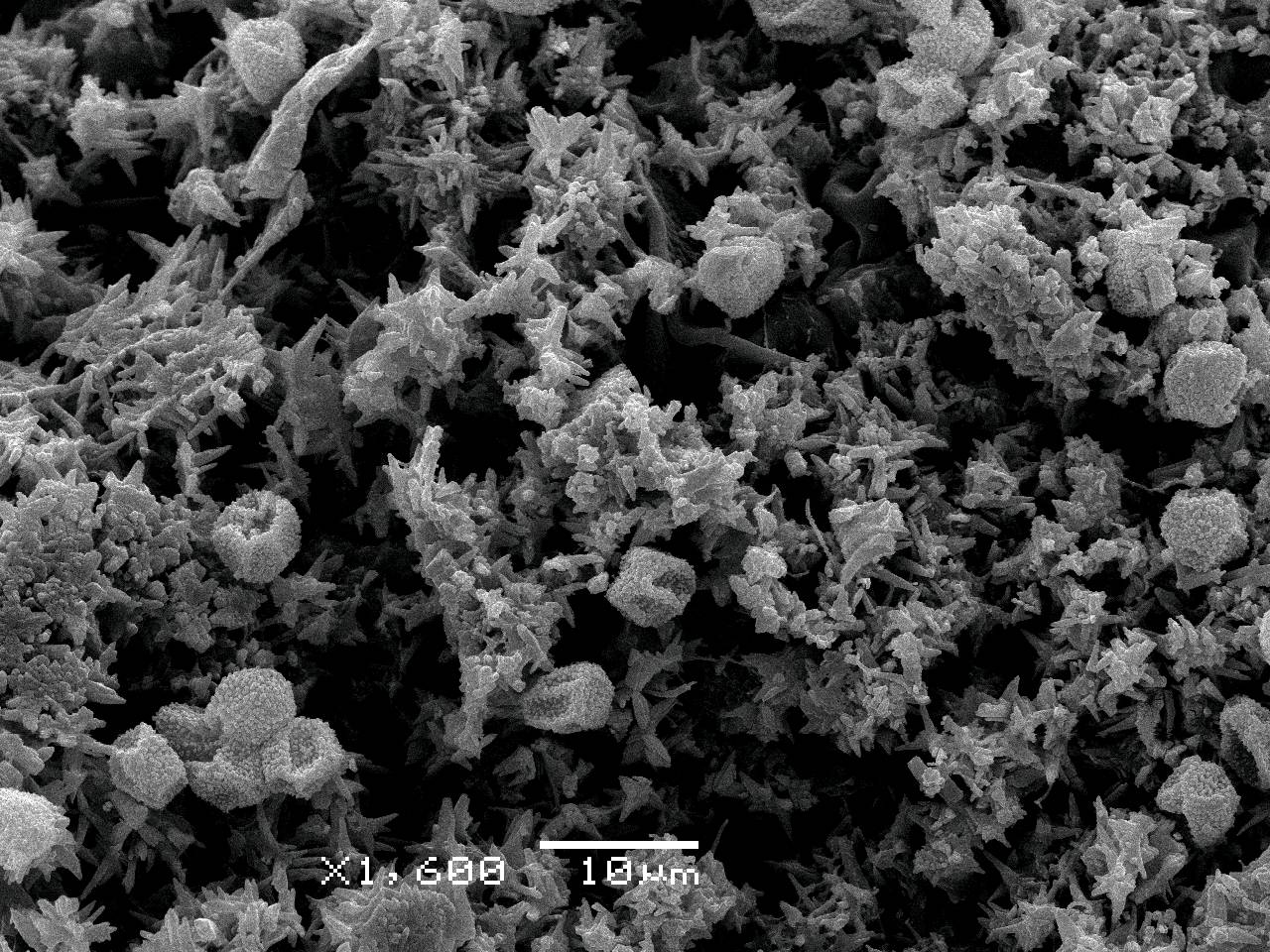 Didymium anellus - Споры, СЭМ, Нелидовский, Tver Oblast (Russia)