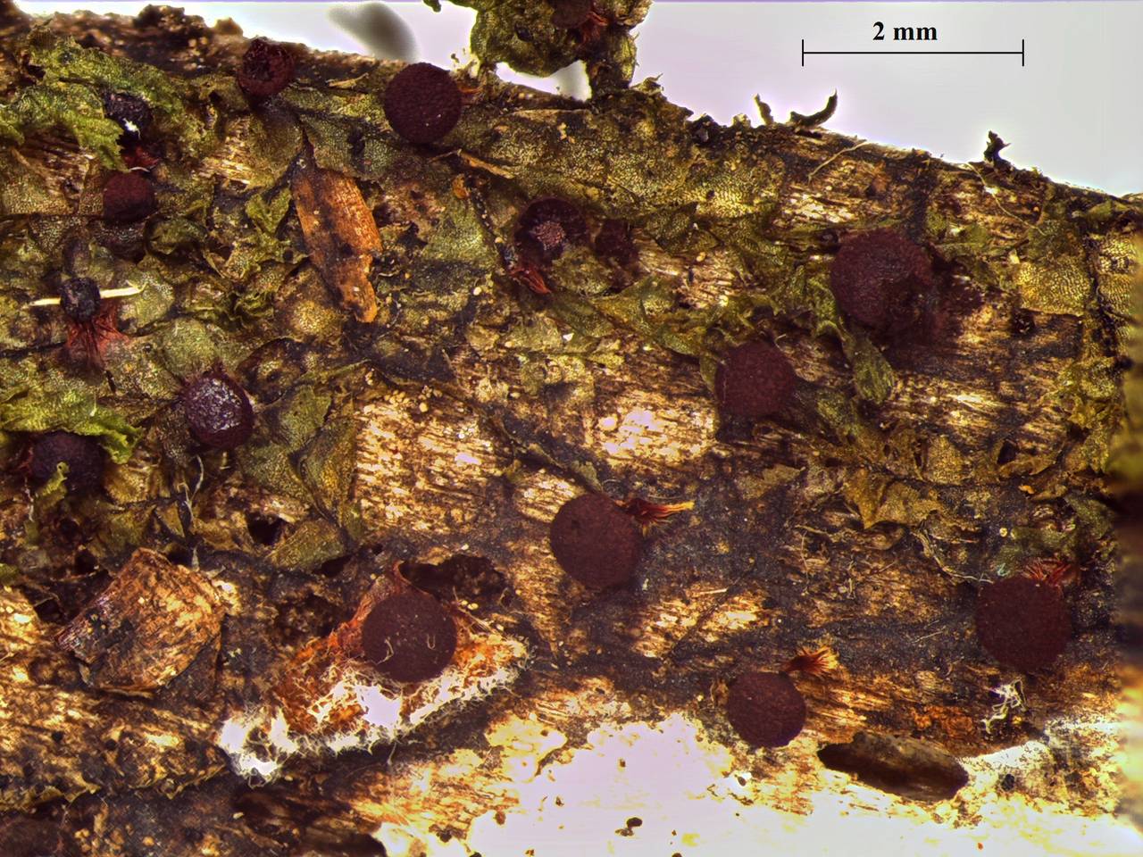 Physarum pulcherrimum - споры × 1000, Нелидовский, Tver Oblast (Russia)