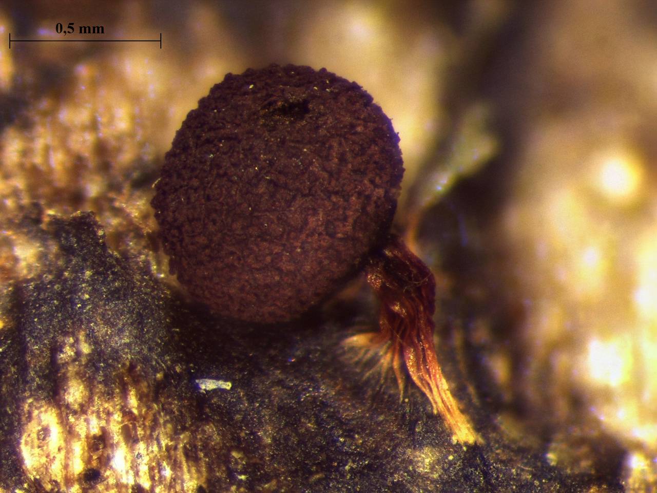 Physarum pulcherrimum - споры × 1000, Нелидовский, Tver Oblast (Russia)