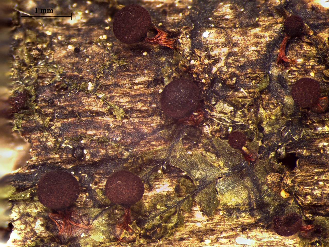 Physarum pulcherrimum - споры × 1000, Нелидовский, Tver Oblast (Russia)