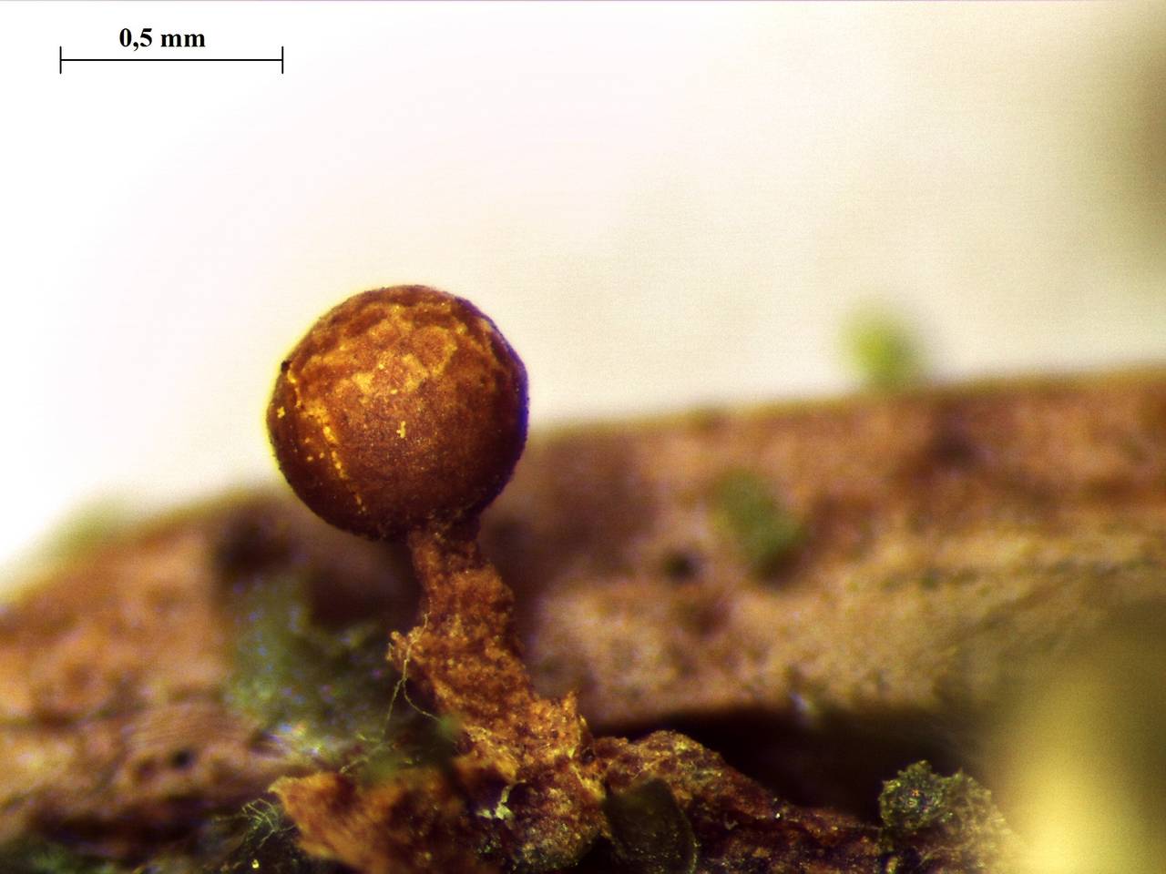 Trichia erecta - внешний вид спороношений, Нелидовский, Tver Oblast (Russia)