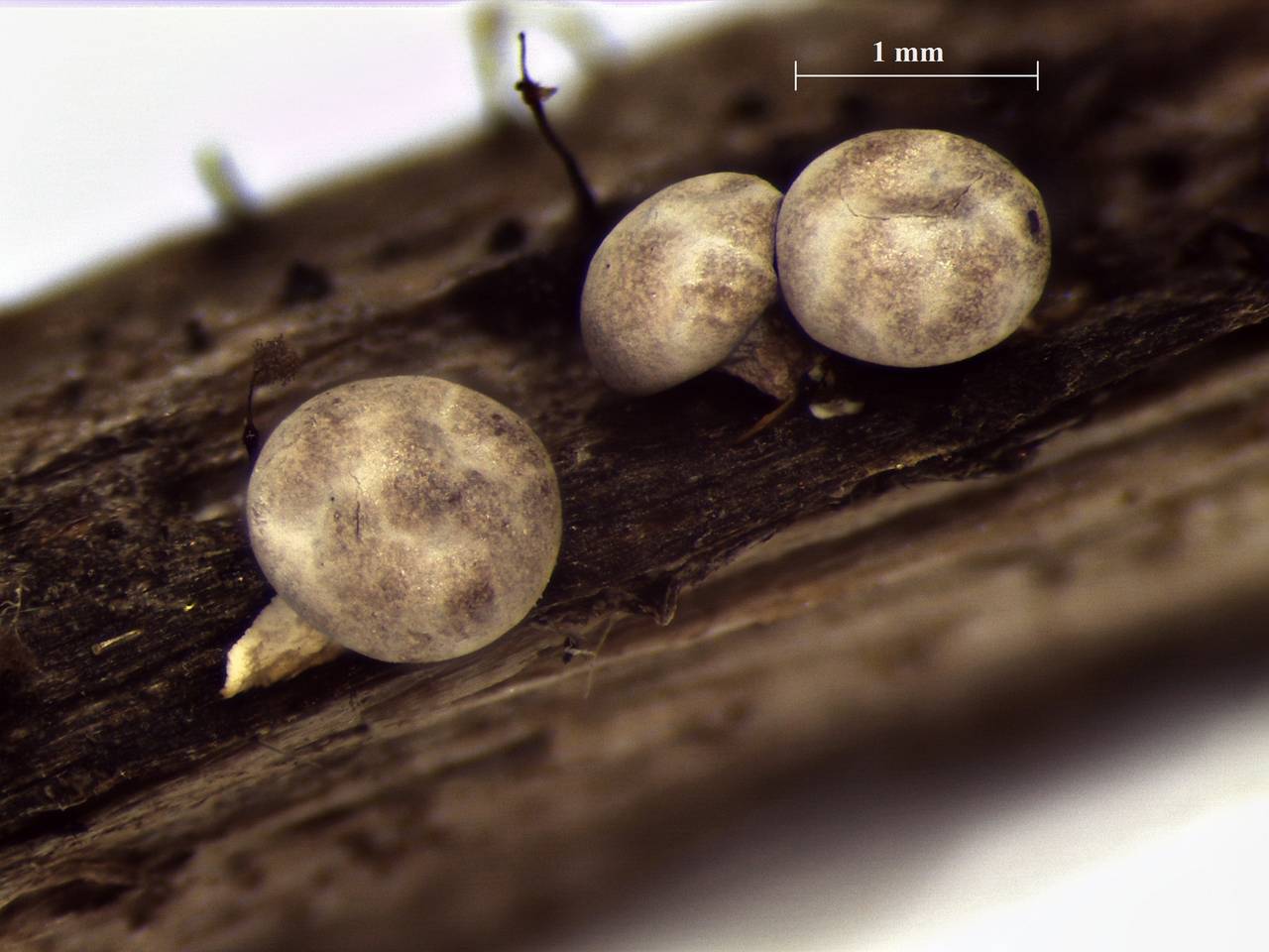 Diderma montanum - внешний вид спороношений, Нелидовский, Tver Oblast (Russia)