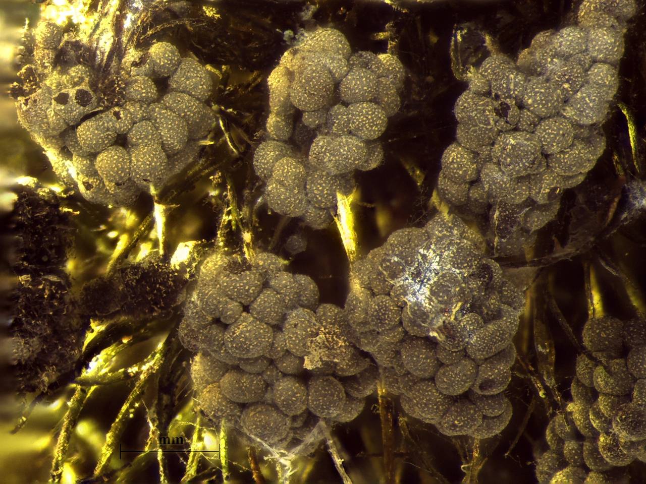 Physarum virescens - внешний вид спороношений, Нелидовский, Tver Oblast (Russia)
