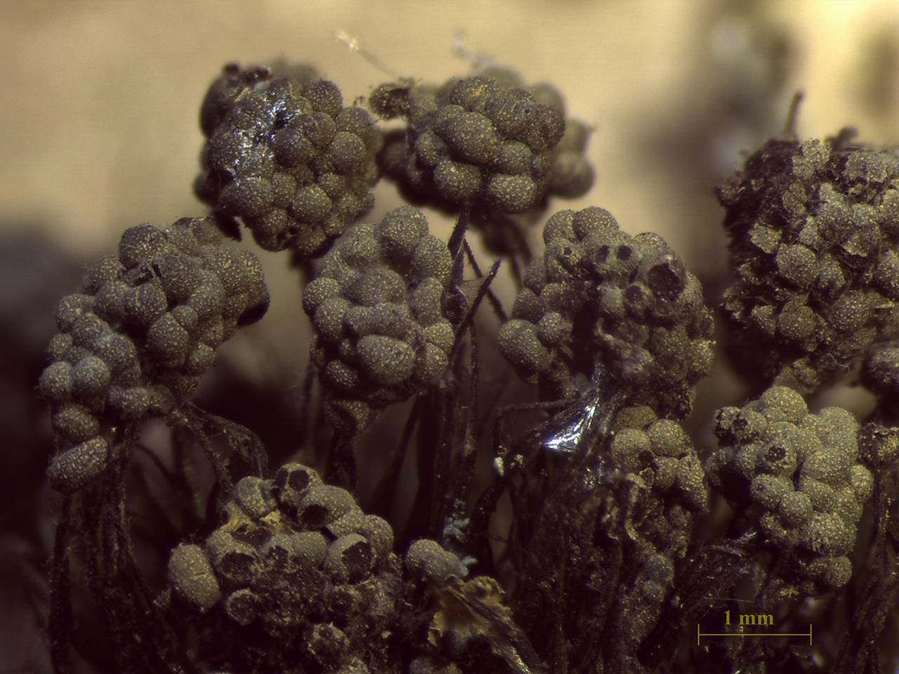 Physarum virescens - внешний вид спороношений, Нелидовский, Tver Oblast (Russia)