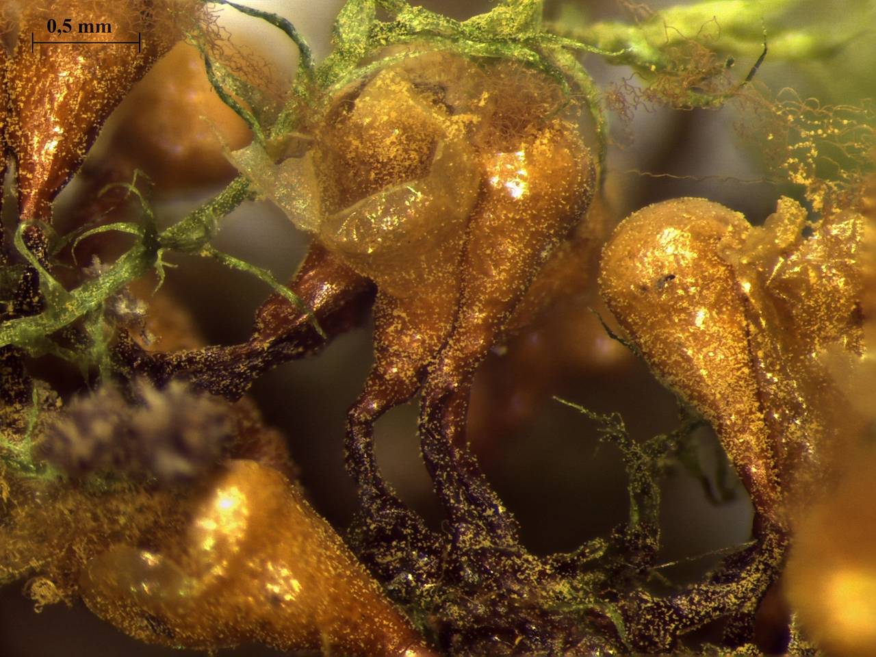 Hemitrichia clavata - внешний вид спороношений, Нелидовский, Tver Oblast (Russia)