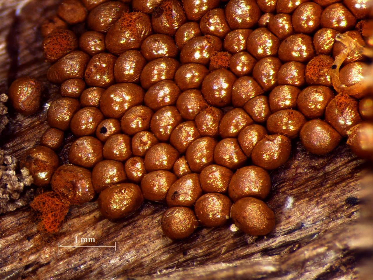Trichia scabra - внешний вид спороношений, Нелидовский, Tver Oblast (Russia)