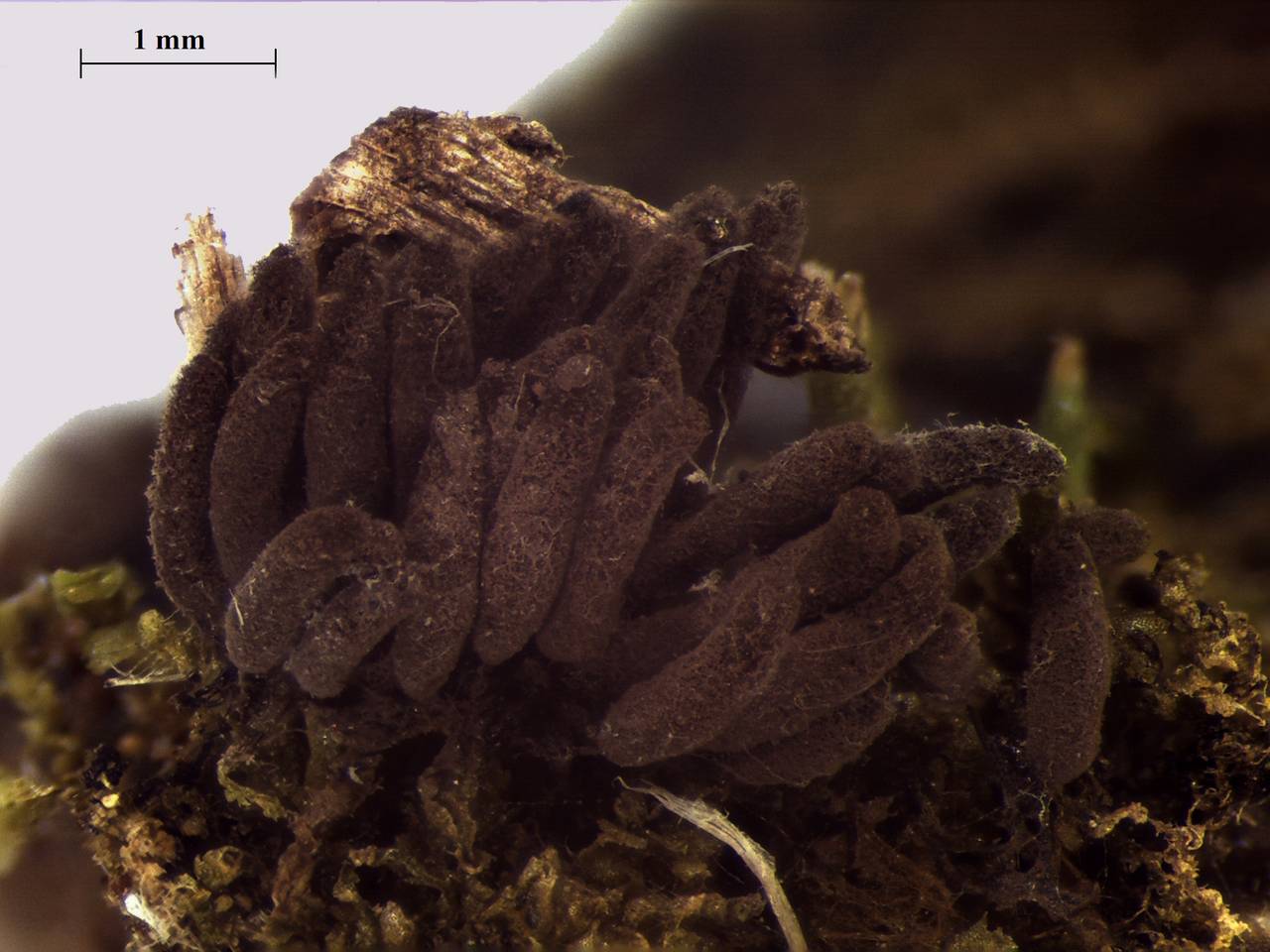 Stemonitopsis gracilis - внешний вид спороношений, Нелидовский, Tver Oblast (Russia)