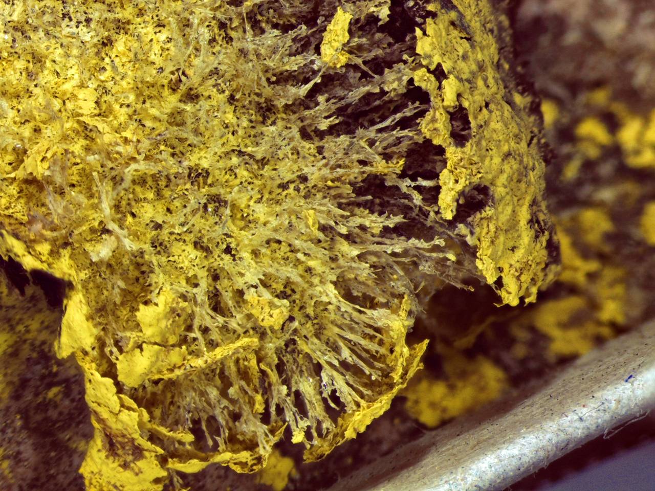 Fuligo septica - сильно разрушенное спороношение, Нелидовский, Tver Oblast (Russia)