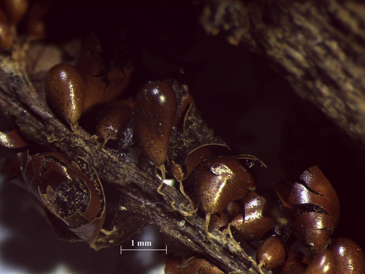 Leocarpus fragilis - вскрывшиеся спорангии, Нелидовский, Tver Oblast (Russia)