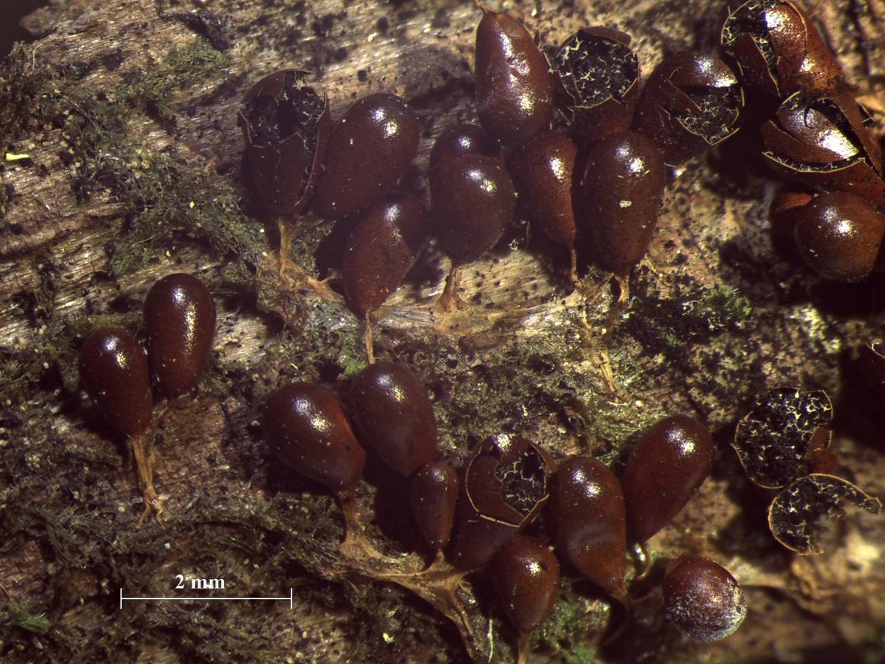 Leocarpus fragilis - вскрывшиеся спорангии, Нелидовский, Tver Oblast (Russia)