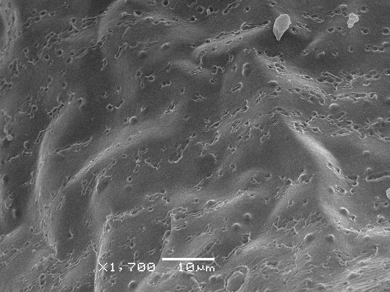 Cribraria rufa - Внешний вид сеточки перидия, отходящей от чашечки спорангия, Нелидовский, Tver Oblast (Russia)