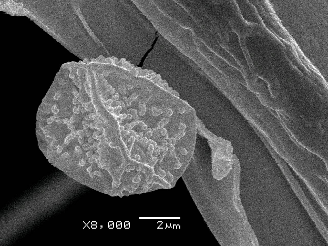 Cribraria rufa - Внешний вид сеточки перидия, отходящей от чашечки спорангия, Нелидовский, Tver Oblast (Russia)