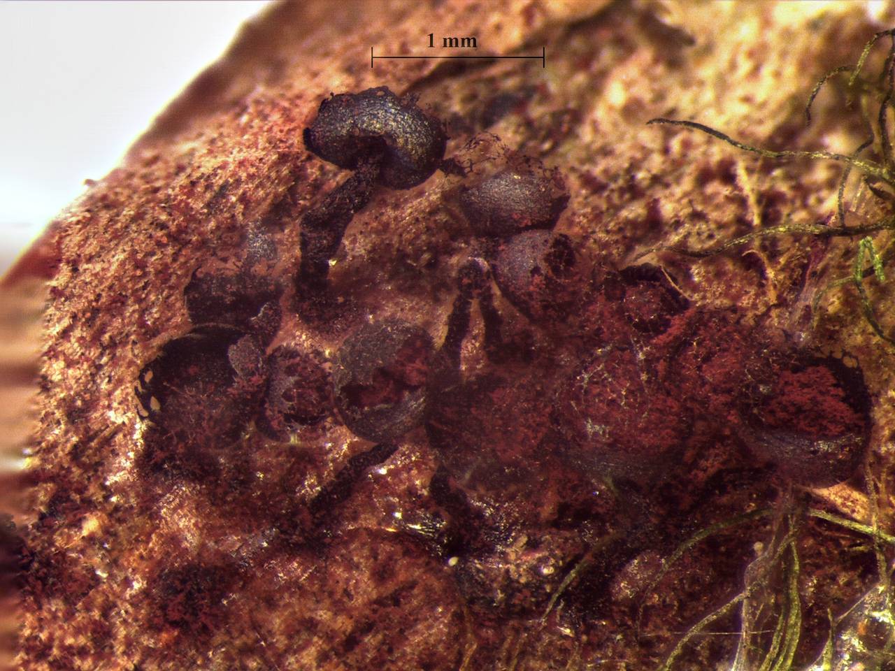 Cribraria purpurea - внешний вид спороношений, Нелидовский, Tver Oblast (Russia)