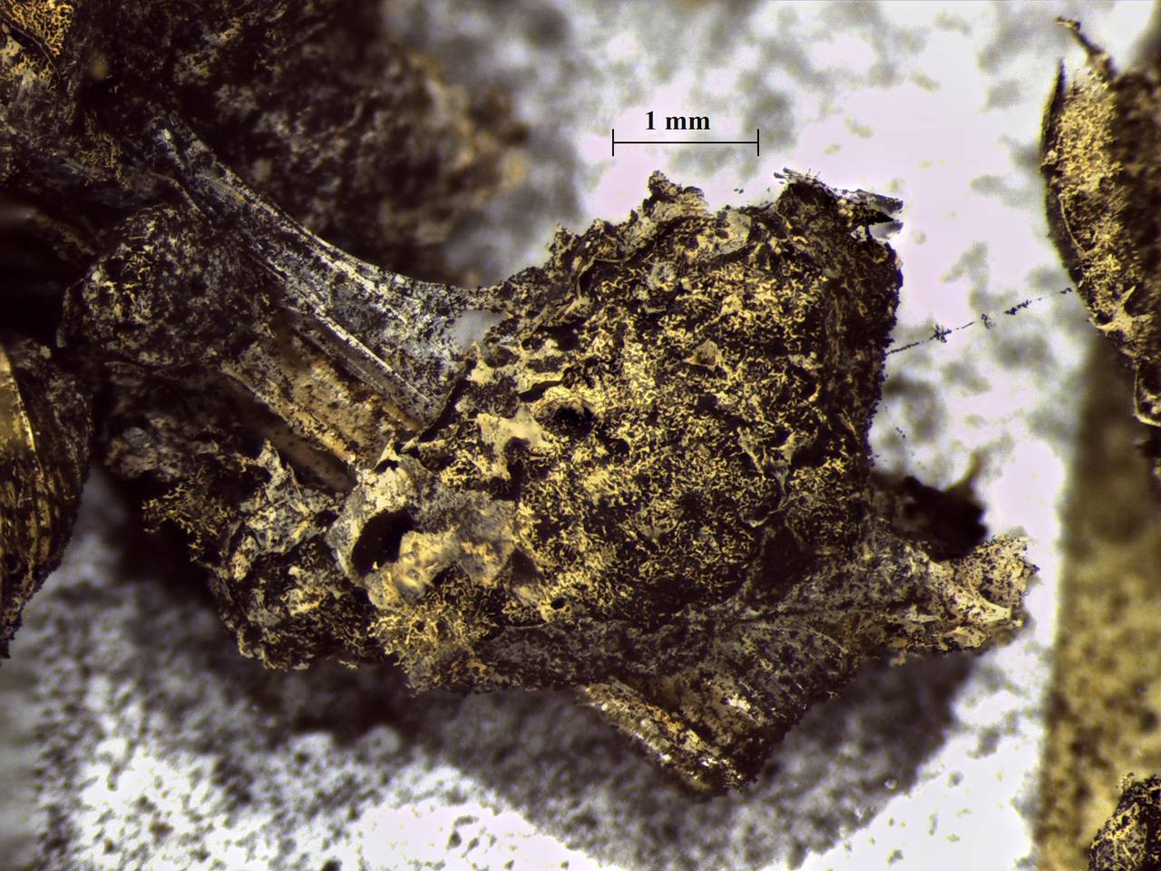 Fuligo muscorum - внешний вид спороношений, Нелидовский, Tver Oblast (Russia)