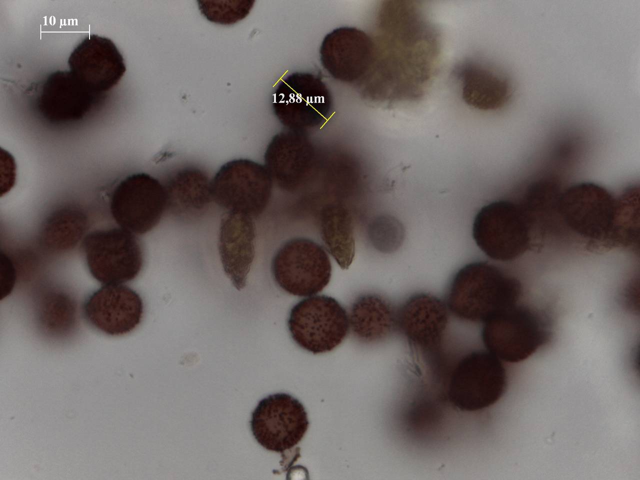 Fuligo muscorum - внешний вид спороношений, Нелидовский, Tver Oblast (Russia)