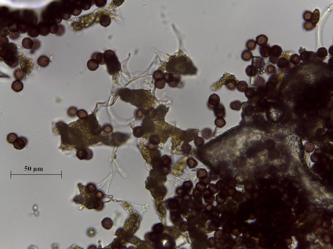 Fuligo muscorum - внешний вид спороношений, Нелидовский, Tver Oblast (Russia)