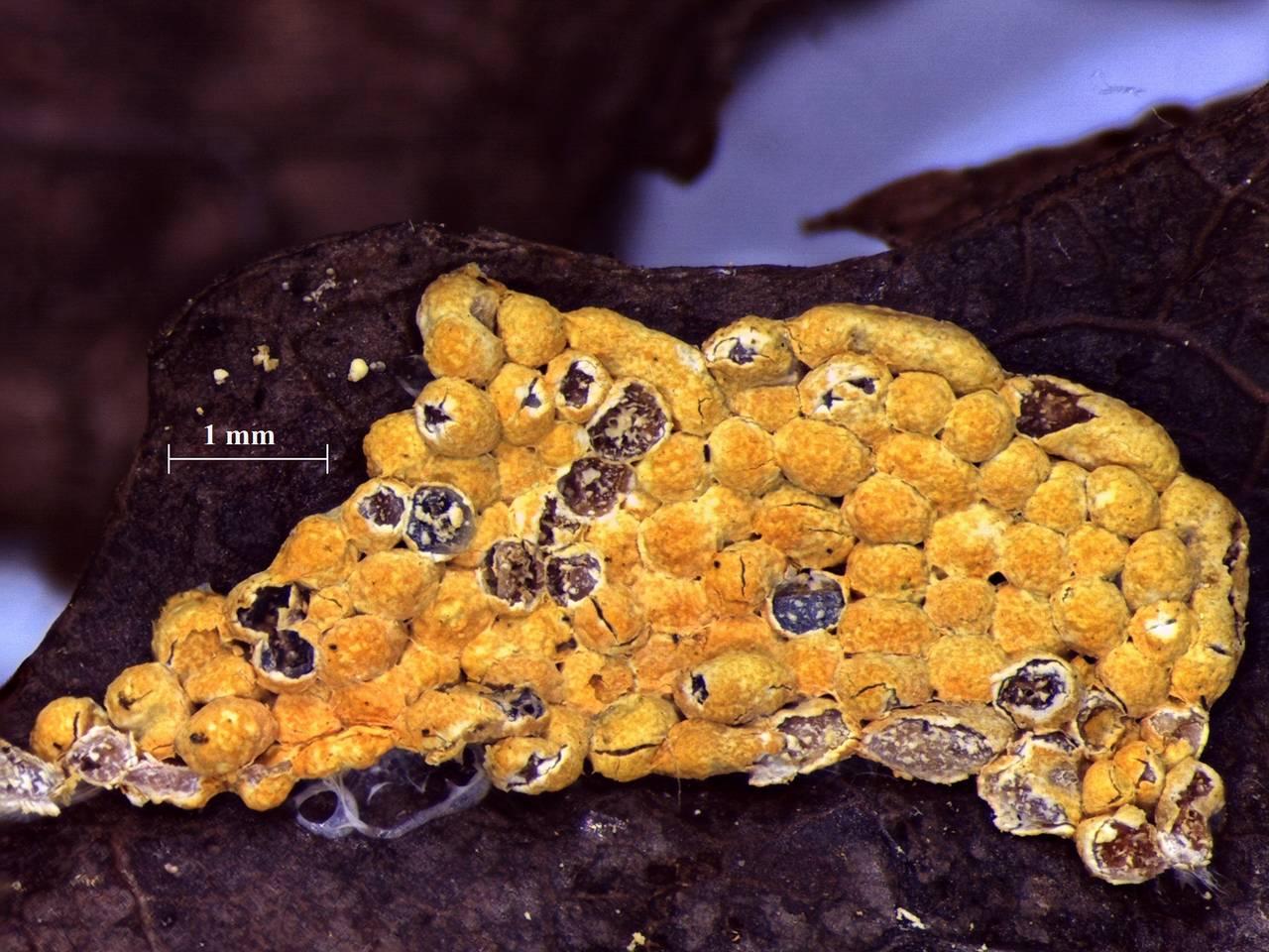 Physarum contextum - внешний вид спороношений, Нелидовский, Tver Oblast (Russia)