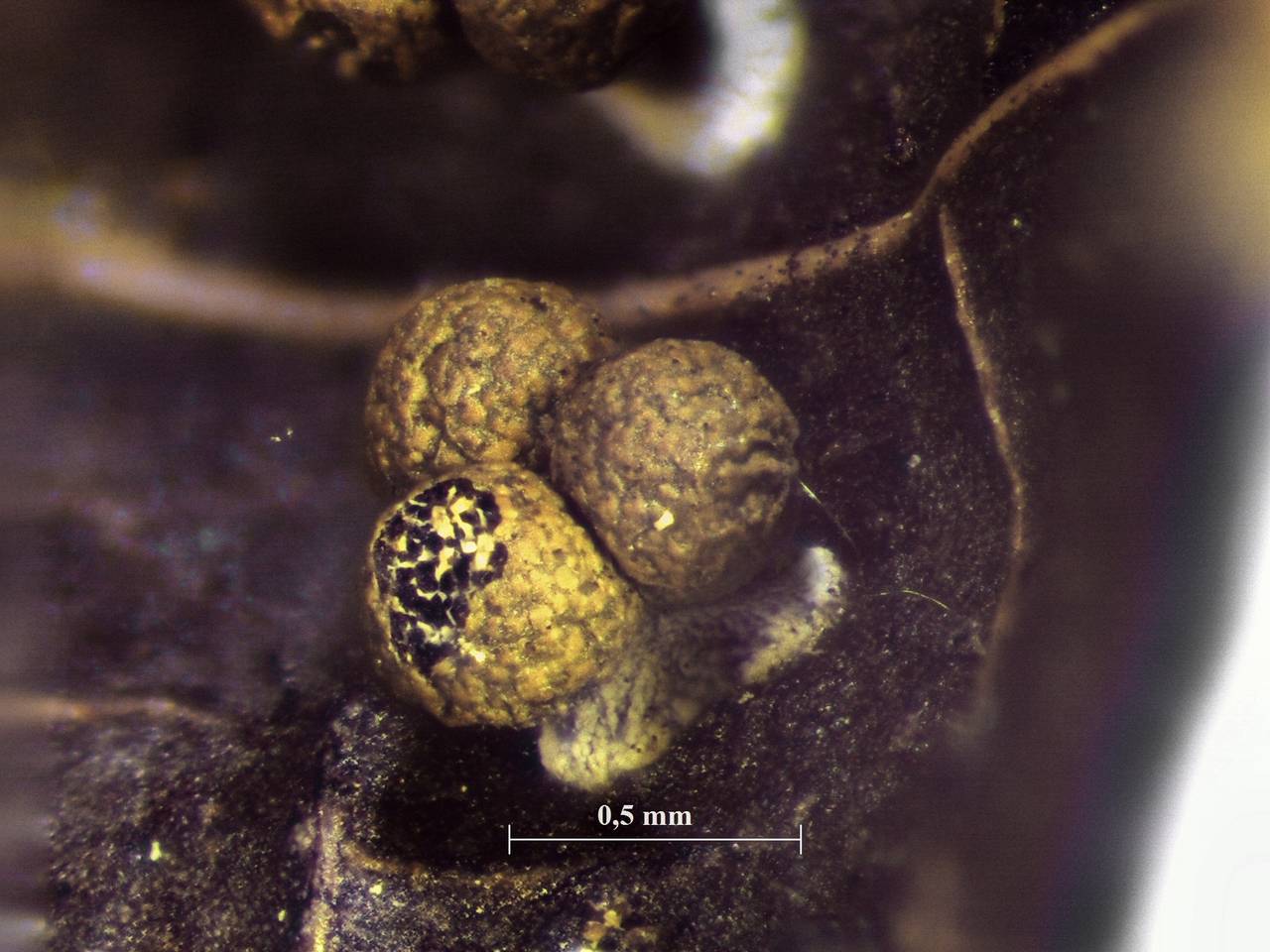 Physarum sulphureum - внешний вид спороношений, Нелидовский, Tver Oblast (Russia)