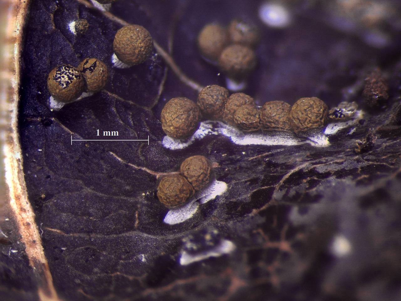 Physarum sulphureum - внешний вид спороношений, Нелидовский, Tver Oblast (Russia)