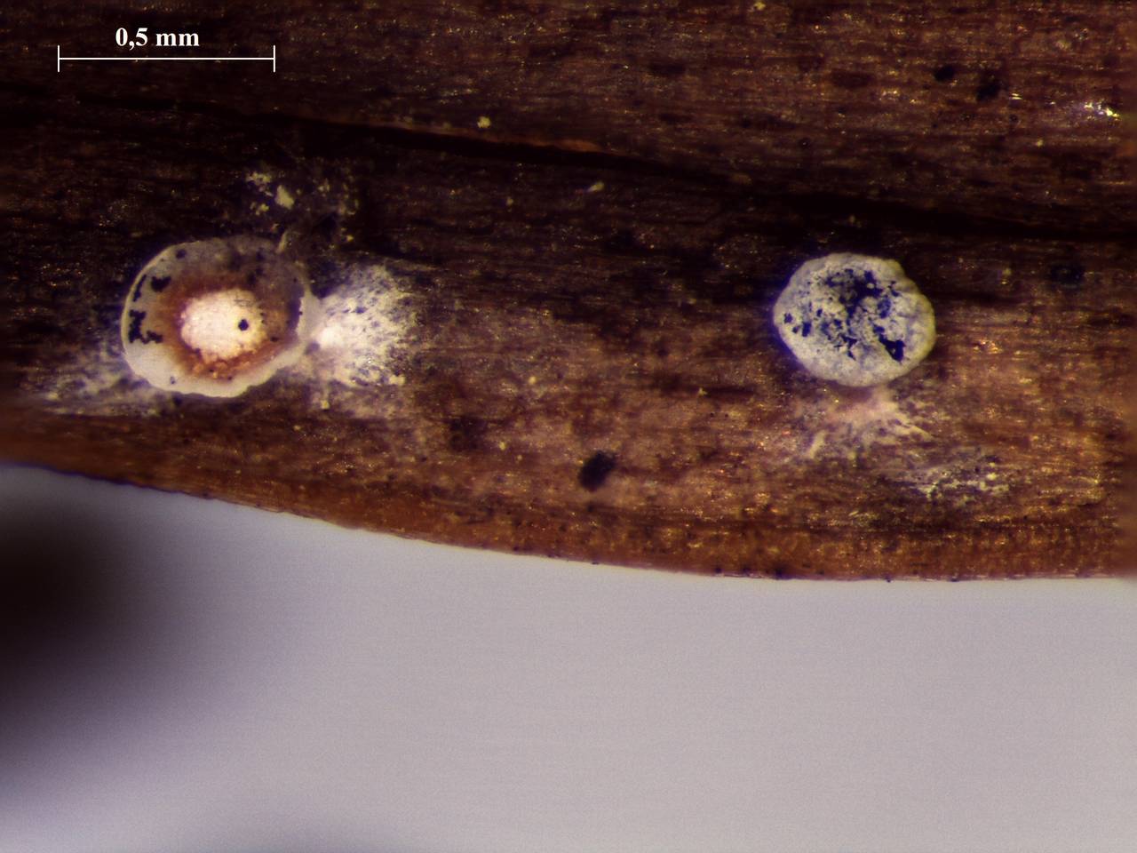 Diderma cinereum - внешний вид спороношений, Нелидовский, Tver Oblast (Russia)